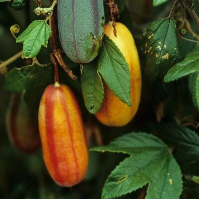 Passiflora Tripartita var. Azuayensis - Maracujá manga, maracujá, banana passionfruit, mango passionfruit