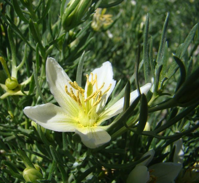 Peganum harmala - Arruda Síria, Arruda Selvagem, Harmal, Arruda Africana - Imagem 4