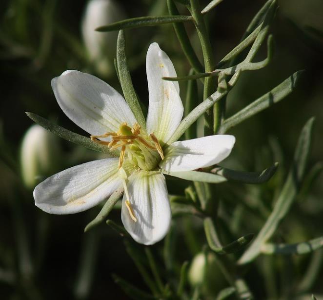 Peganum harmala - Arruda Síria, Arruda Selvagem, Harmal, Arruda Africana - Imagem 5