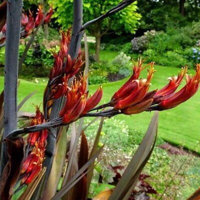 Phormium tenax Purpureum - Linho roxo-avermelhado da Nova Zelândia, Fórmio roxo da Nova Zelândia