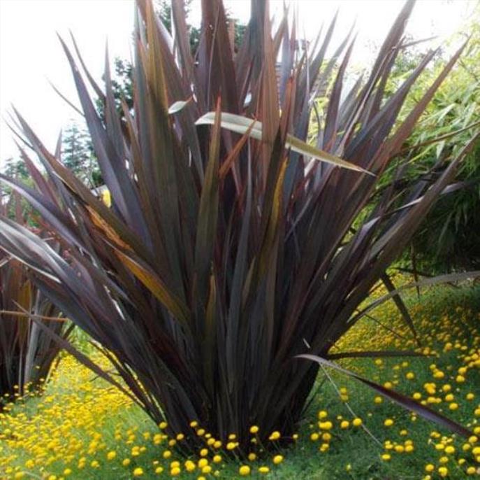 Phormium tenax Purpureum - Linho roxo-avermelhado da Nova Zelândia, Fórmio roxo da Nova Zelândia - Imagem 2