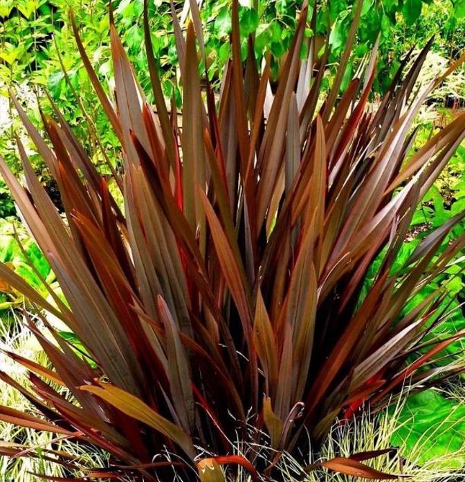 Phormium tenax Purpureum - Linho roxo-avermelhado da Nova Zelândia, Fórmio roxo da Nova Zelândia - Imagem 3