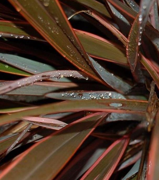 Phormium tenax Purpureum - Linho roxo-avermelhado da Nova Zelândia, Fórmio roxo da Nova Zelândia - Imagem 4