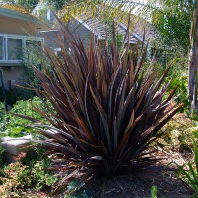 Phormium tenax Purpureum - Linho roxo-avermelhado da Nova Zelândia, Fórmio roxo da Nova Zelândia - Imagem 5