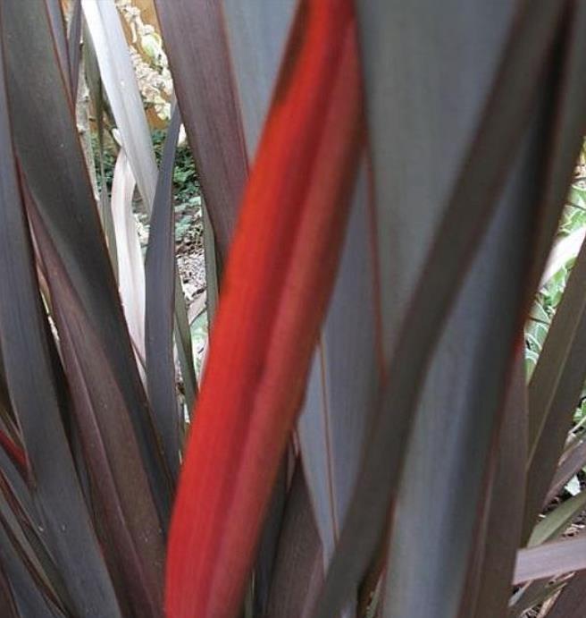 Phormium tenax Purpureum - Linho roxo-avermelhado da Nova Zelândia, Fórmio roxo da Nova Zelândia - Imagem 7