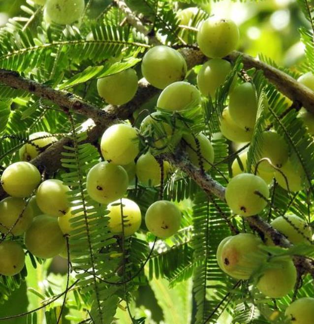 Phyllanthus emblica (Emblica officinalis) - Groselha da Índia, Amla, Emblica, Amalaki, Groselha indiana - Imagem 2