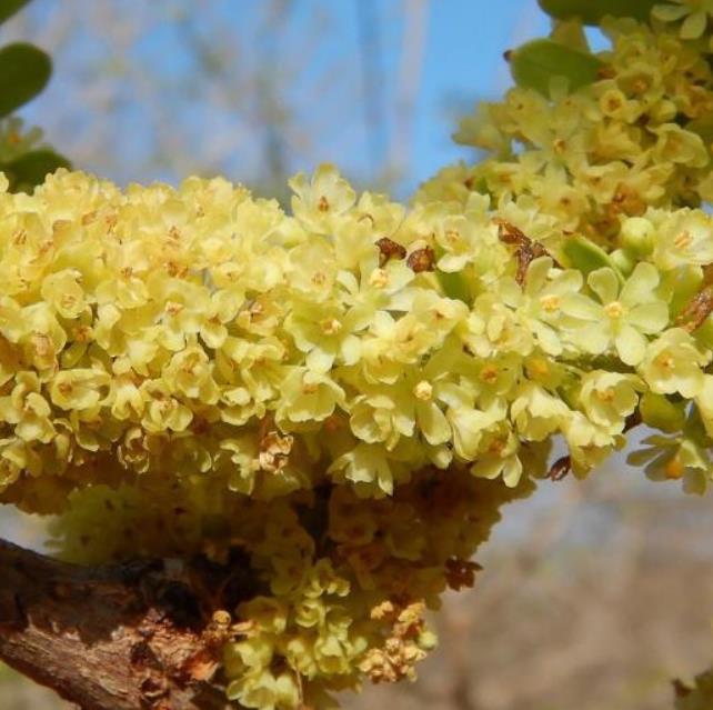 Phyllanthus emblica (Emblica officinalis) - Groselha da Índia, Amla, Emblica, Amalaki, Groselha indiana - Imagem 3
