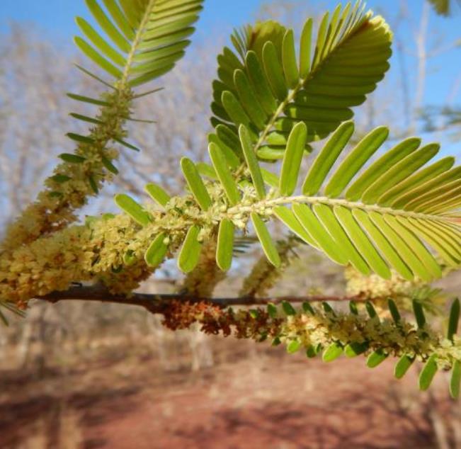 Phyllanthus emblica (Emblica officinalis) - Groselha da Índia, Amla, Emblica, Amalaki, Groselha indiana - Imagem 4
