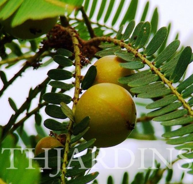 Phyllanthus emblica (Emblica officinalis) - Groselha da Índia, Amla, Emblica, Amalaki, Groselha indiana - Imagem 5
