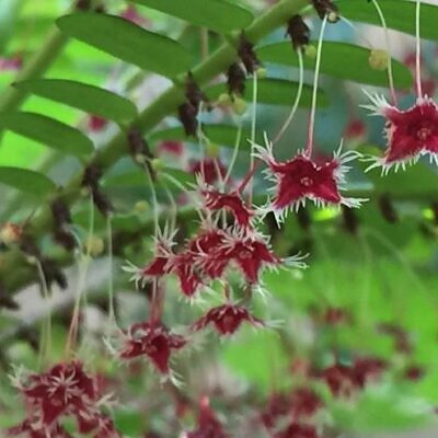 Phyllanthus pulcher - Groselha da Tailândia, Phyllanthus Bela, Phyllanthus Belo
