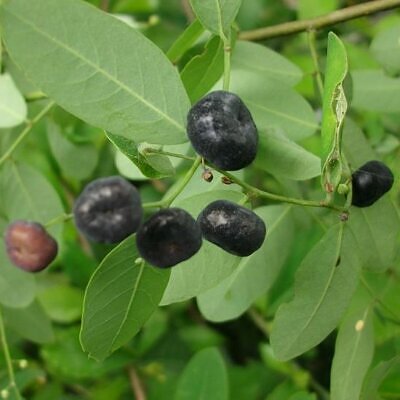 Phyllanthus reticulatus (Kirganelia reticulata) - Groselha da África, Planta da Batata Assada, Arbusto Batata Assada, Roast Potato