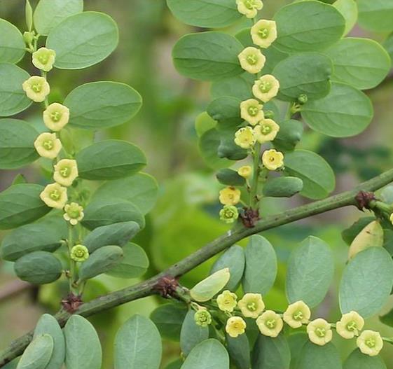 Phyllanthus reticulatus (Kirganelia reticulata) - Groselha da África, Planta da Batata Assada, Arbusto Batata Assada, Roast Potato - Imagem 4