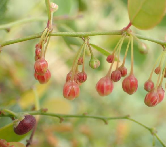 Phyllanthus reticulatus (Kirganelia reticulata) - Groselha da África, Planta da Batata Assada, Arbusto Batata Assada, Roast Potato - Imagem 6