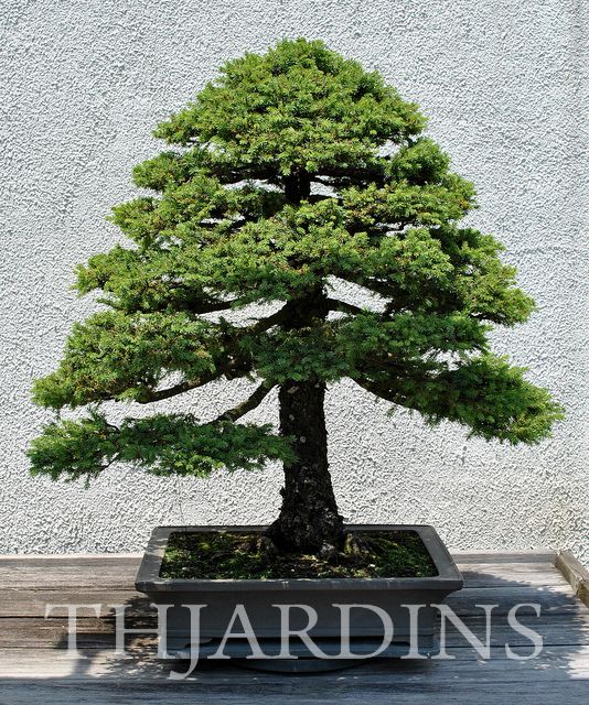 Picea jezoensis - Pinheiro abeto Jezo
