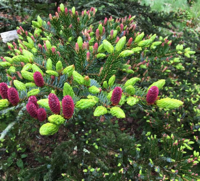 Picea jezoensis - Pinheiro abeto Jezo - Imagem 2