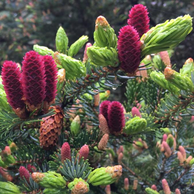 Picea jezoensis - Pinheiro abeto Jezo - Imagem 3