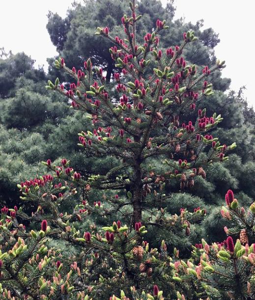 Picea jezoensis - Pinheiro abeto Jezo - Imagem 4