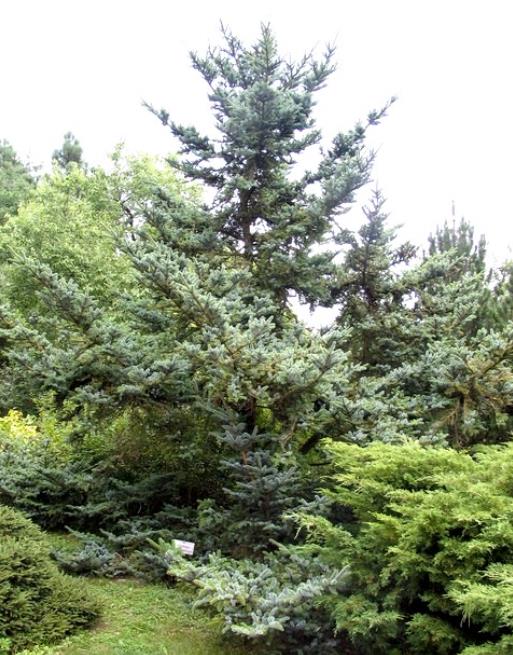 Picea jezoensis - Pinheiro abeto Jezo - Imagem 5
