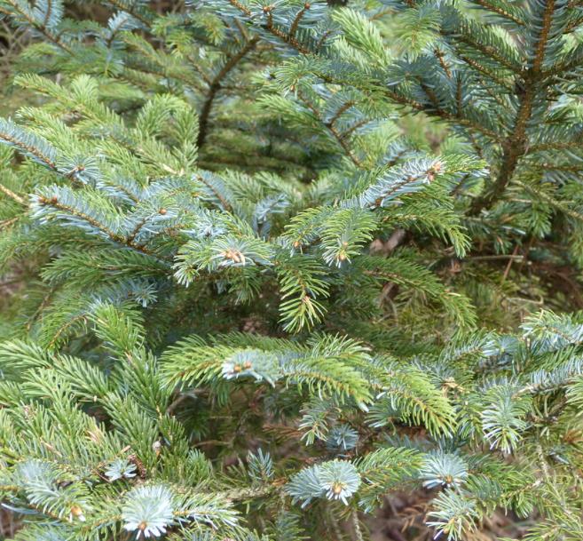 Picea jezoensis - Pinheiro abeto Jezo - Imagem 6
