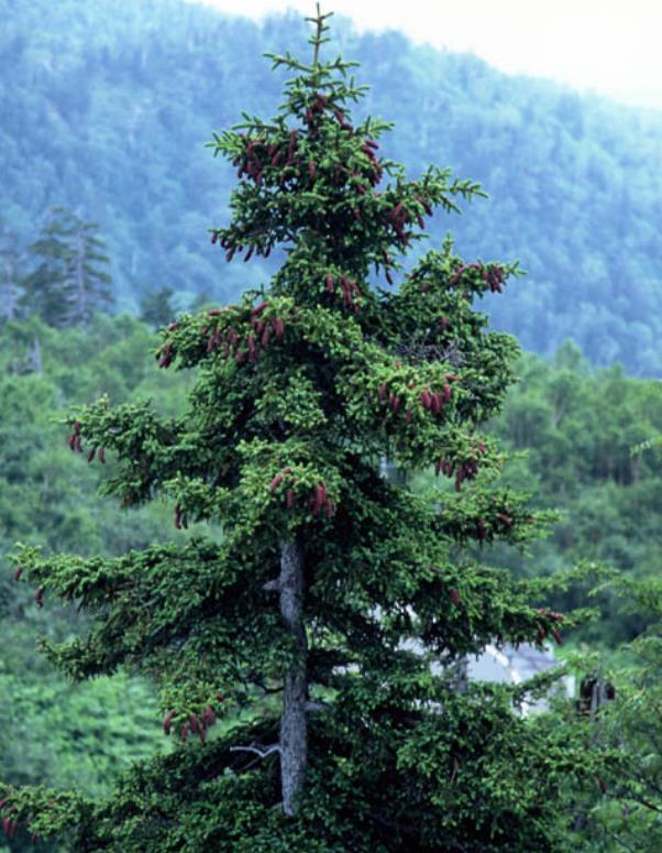 Picea jezoensis - Pinheiro abeto Jezo - Imagem 7