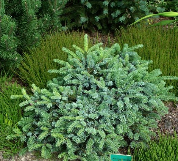 Picea jezoensis - Pinheiro abeto Jezo - Imagem 8