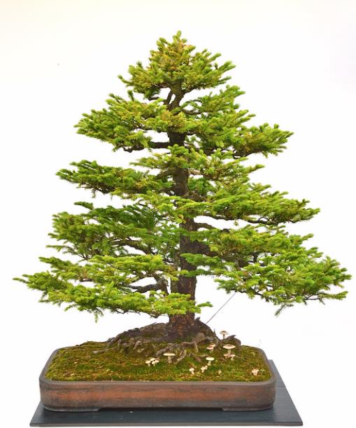 Picea jezoensis - Pinheiro abeto Jezo - Imagem 11