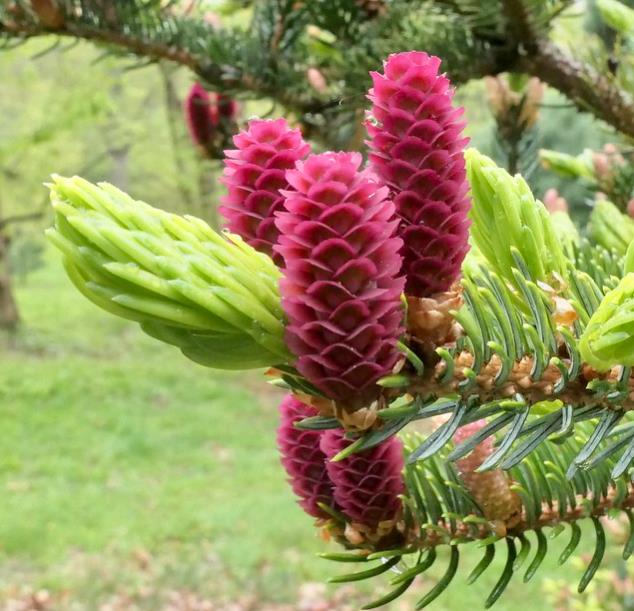 Picea jezoensis - Pinheiro abeto Jezo - Imagem 12