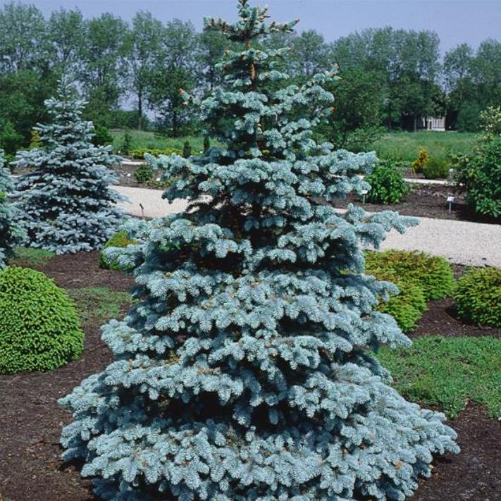 Picea pungens 'Glauca Blue' - Pinheiro Abeto Azul, Pinheiro Azul Prata do Colorado, Pinheiro Azul - Imagem 2
