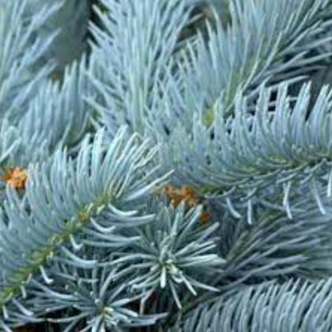 Picea pungens 'Glauca Blue' - Pinheiro Abeto Azul, Pinheiro Azul Prata do Colorado, Pinheiro Azul - Imagem 3