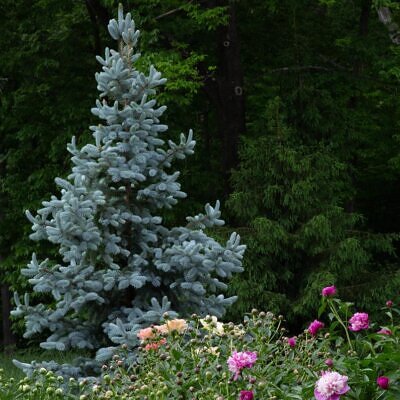 Picea pungens 'Glauca Blue' - Pinheiro Abeto Azul, Pinheiro Azul Prata do Colorado, Pinheiro Azul