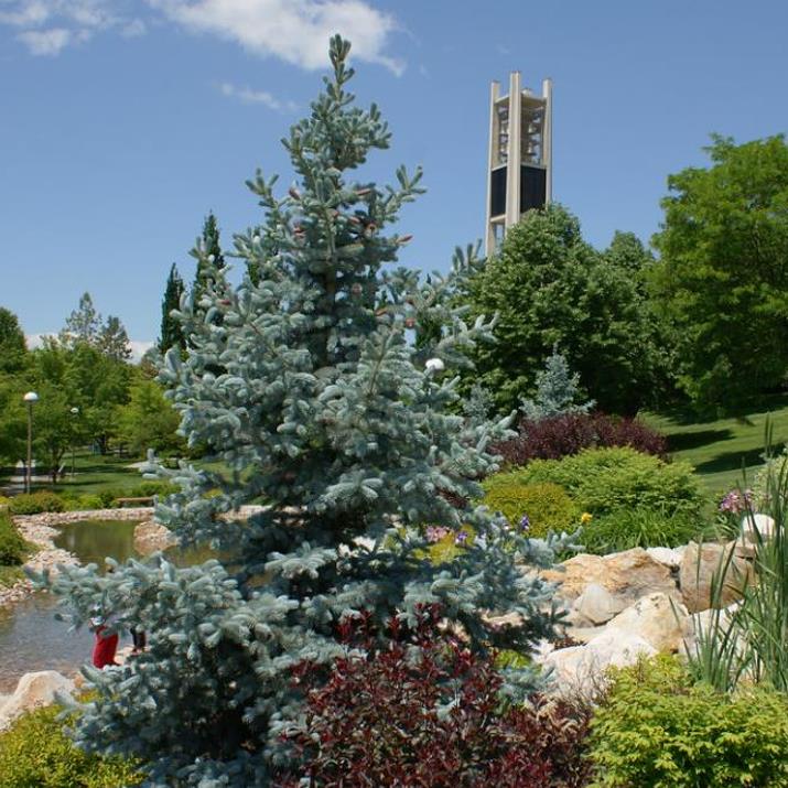 Picea pungens 'Glauca Blue' - Pinheiro Abeto Azul, Pinheiro Azul Prata do Colorado, Pinheiro Azul - Imagem 4