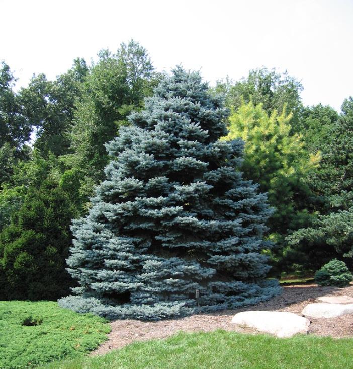 Picea pungens 'Glauca Blue' - Pinheiro Abeto Azul, Pinheiro Azul Prata do Colorado, Pinheiro Azul - Imagem 6