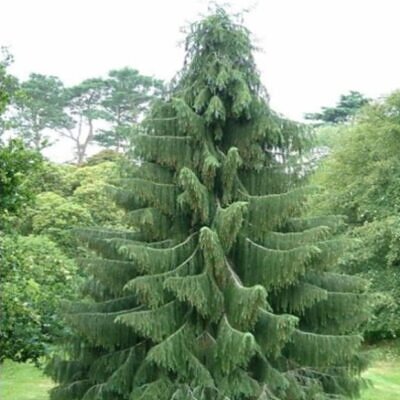 Picea smithiana - Pinheiro-picea morinda