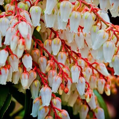 Pieris japonica - Lirio do Vale Japonês, Andrômeda Japonês, Arbusto de Pérolas