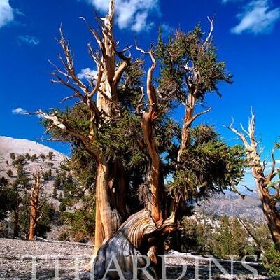 Pinus aristata - Pinus Bristlecone