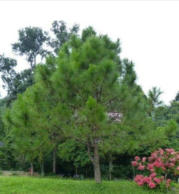 Pinus kesiya (Pinus insularis) - Pinheiro de Khasia, Khasi pine, Benguet pine - Imagem 2