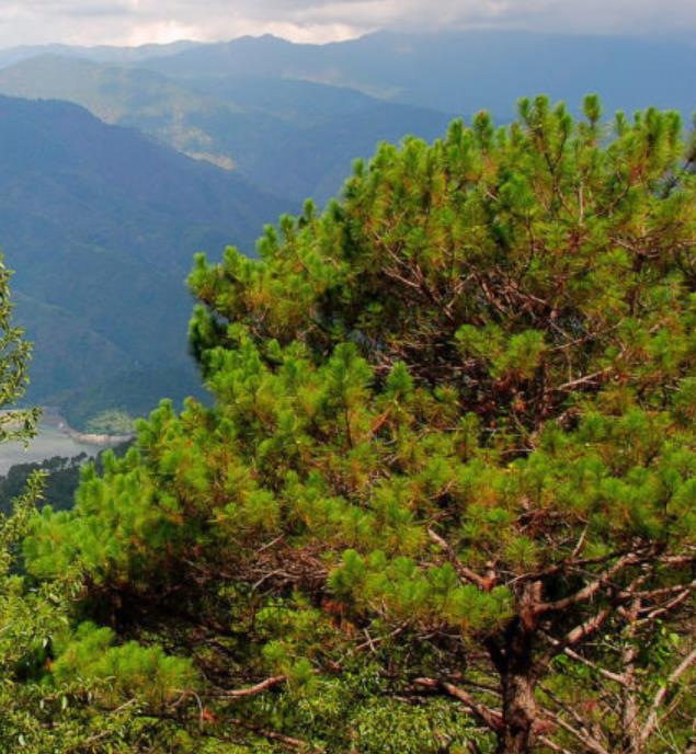 Pinus kesiya (Pinus insularis) - Pinheiro de Khasia, Khasi pine, Benguet pine - Imagem 3