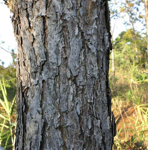 Pinus kesiya (Pinus insularis) - Pinheiro de Khasia, Khasi pine, Benguet pine - Imagem 4