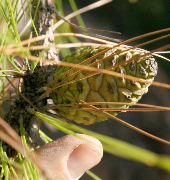 Pinus kesiya (Pinus insularis) - Pinheiro de Khasia, Khasi pine, Benguet pine - Imagem 5
