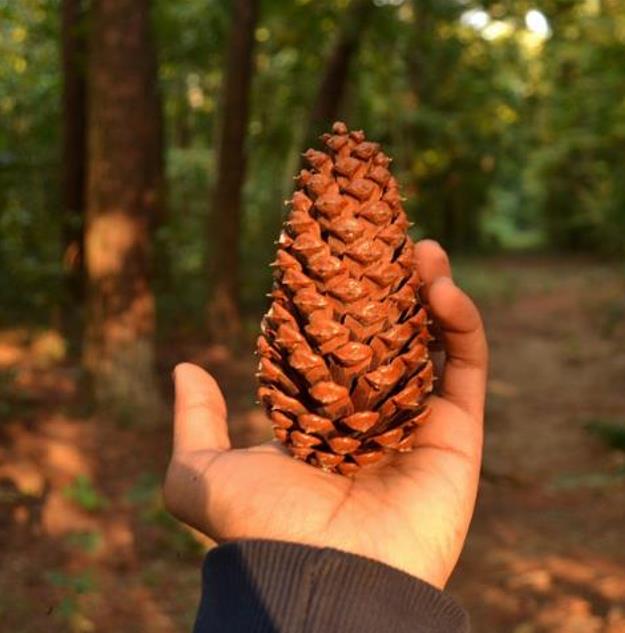 Pinus kesiya (Pinus insularis) - Pinheiro de Khasia, Khasi pine, Benguet pine - Imagem 6