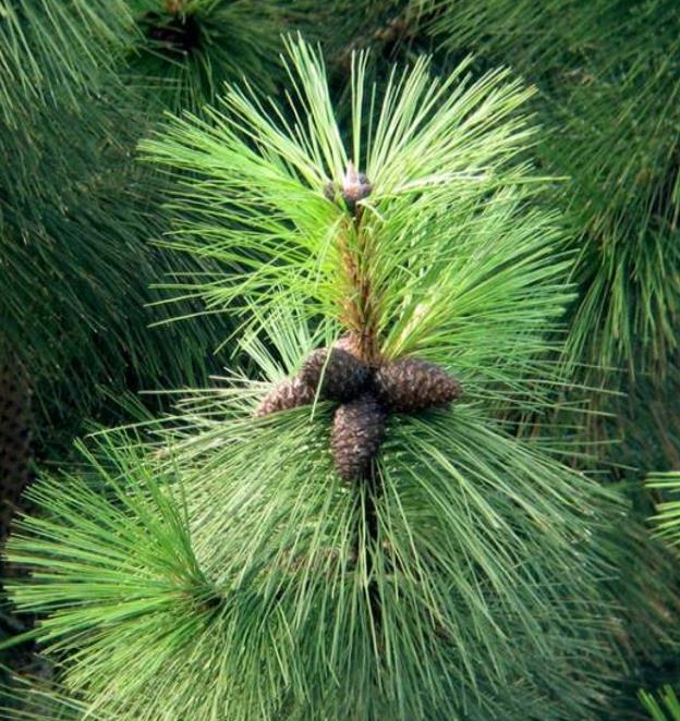 Pinus kesiya (Pinus insularis) - Pinheiro de Khasia, Khasi pine, Benguet pine - Imagem 8