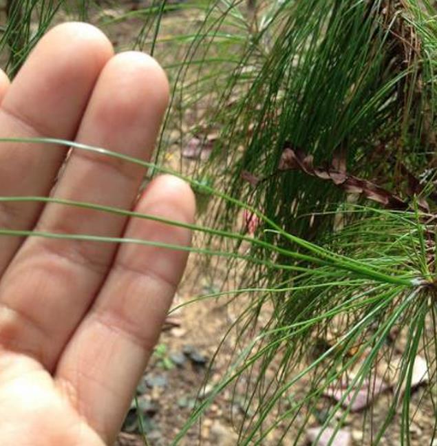 Pinus kesiya (Pinus insularis) - Pinheiro de Khasia, Khasi pine, Benguet pine - Imagem 9