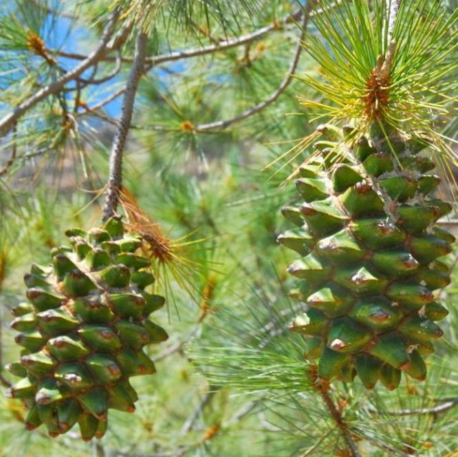 Pinus maximartinezii - Pinhão Martinez, Maxi-Pinhão, Pinhão Real, Pinheiro Zacatecas - Imagem 2