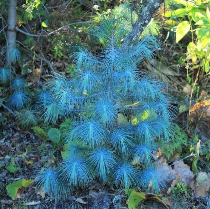 Pinus maximartinezii - Pinhão Martinez, Maxi-Pinhão, Pinhão Real, Pinheiro Zacatecas - Imagem 3