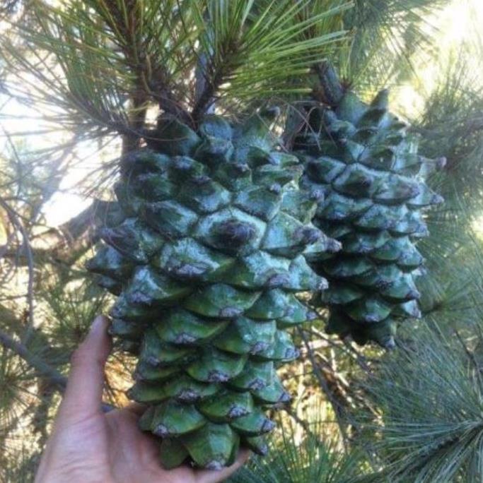 Pinus maximartinezii - Pinhão Martinez, Maxi-Pinhão, Pinhão Real, Pinheiro Zacatecas - Imagem 5