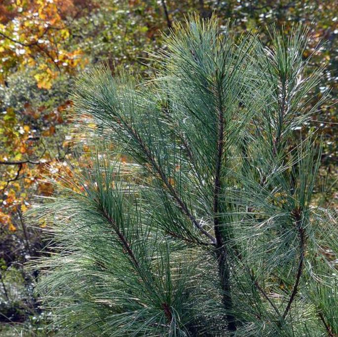 Pinus maximartinezii - Pinhão Martinez, Maxi-Pinhão, Pinhão Real, Pinheiro Zacatecas - Imagem 6