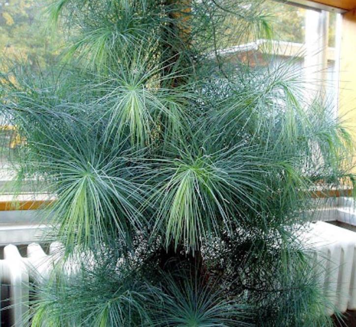 Pinus maximartinezii - Pinhão Martinez, Maxi-Pinhão, Pinhão Real, Pinheiro Zacatecas - Imagem 7