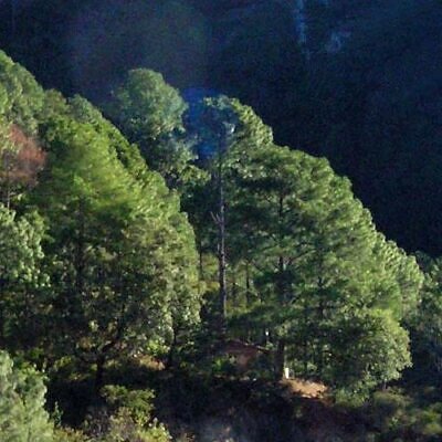 Pinus maximinoi (Pinus tenuifolia) - Pinheiro Maximinoi, Pinheiro de ponta fina, Pinabete