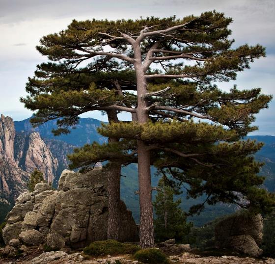 Pinus nigra Ssp laricio (Córsega) - Pinheiro Córsega, Pinheiro larício córsico, Pinheiro negro da Cór