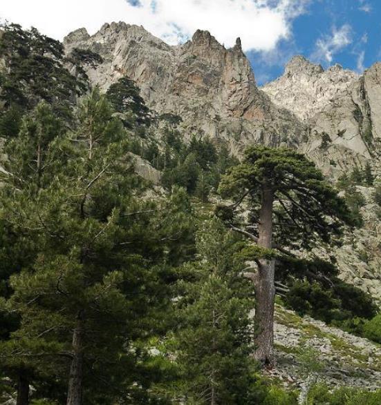 Pinus nigra Ssp laricio (Córsega) - Pinheiro Córsega, Pinheiro larício córsico, Pinheiro negro da Cór - Imagem 2